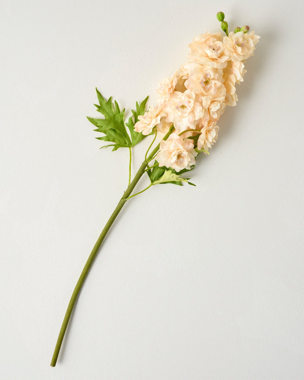 Delphinium Stem
