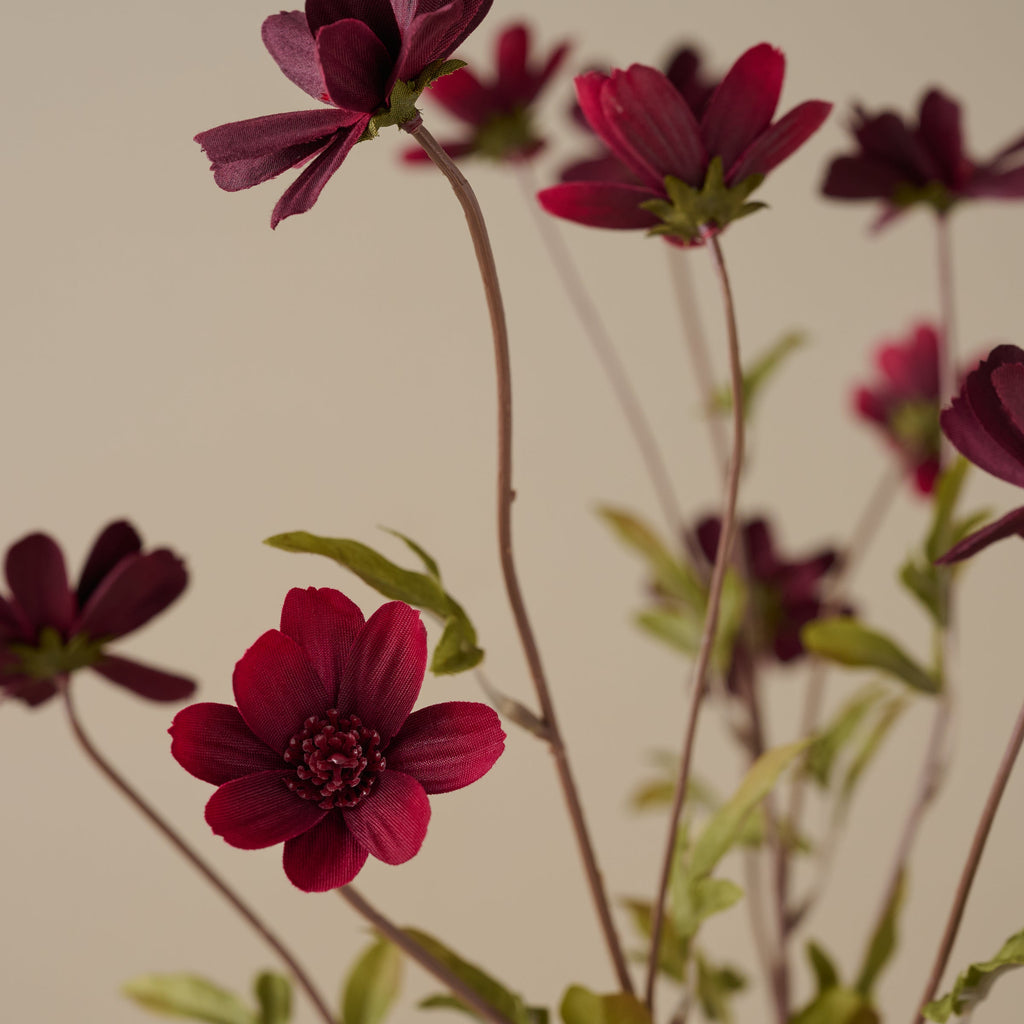 Burgundy Cosmos Stem