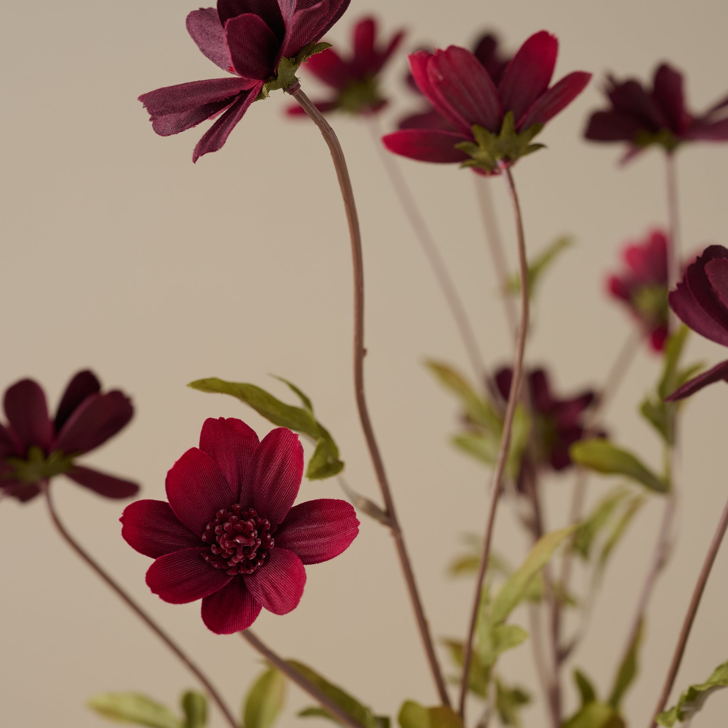 Burgundy Cosmos Stem