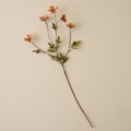 Light Amber Cosmos Stem