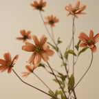 Light Amber Cosmos Stem