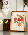 Fresh Strawberry Botanical Framed Print